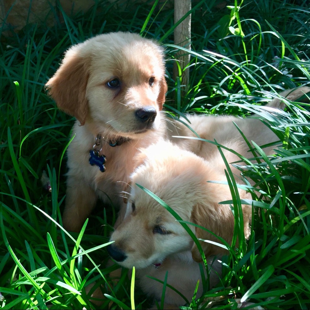Meet your Posher, Carolyn
